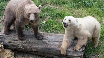 Pizzly Bear adalah polar grizzly, kawin silang beruang kutub (polar bear) dan beruang cokelat (grizzly bear) di kebun binatang. (Foto: dpa via Bored Panda)