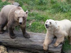 Wujud Hewan Kawin Silang yang Sungguhan Ada, Bukan Editan