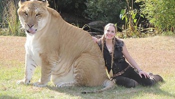Liger adalah singkatan lion tiger. Ia adalah kebalikannya Tigon. Ini adalah kawin silang singa jantan dan harimau betina). Salah satu liger bernama Hercules, yang memiliki berat 410 kg (Foto: ohmyimaginaryfriend via Bored Panda)