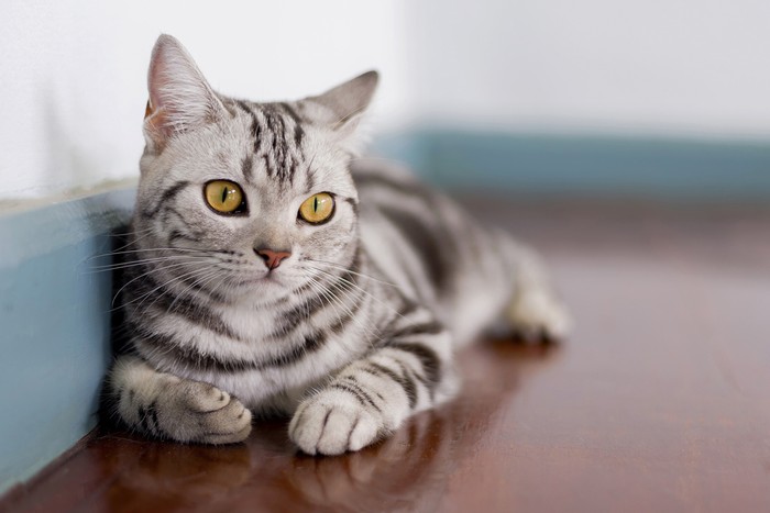 Maine Coon looking at the camera, isolated on white