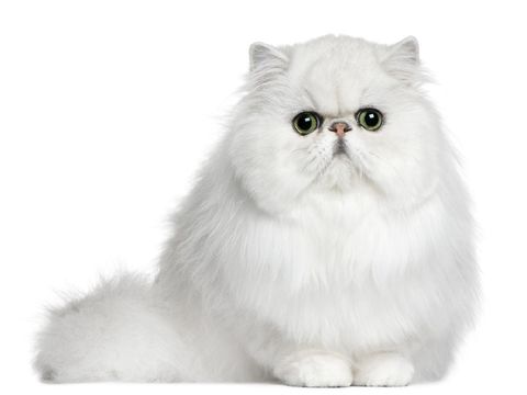 15 Jenis Kucing Peliharaan yang Populer, Menggemaskan dan Mudah Dirawat