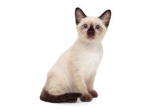 15 Jenis Kucing Peliharaan yang Populer, Menggemaskan dan Mudah Dirawat