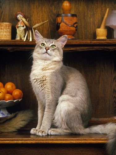 BLUE SOMALI DOMESTIC CAT, ADULT SITTING ON SIDEBOARD