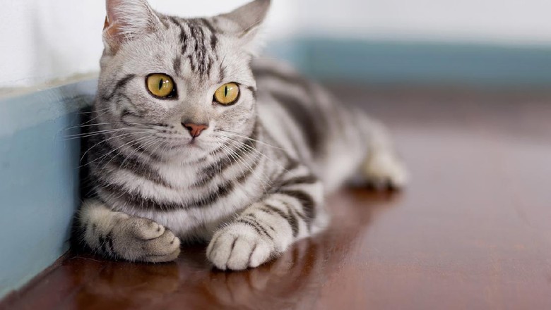 Jenis-jenis kucing peliharaan Maine Coon looking at the camera, isolated on white