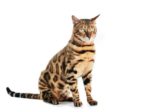 Maine Coon looking at the camera, isolated on white