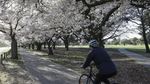 Menikmati Bunga Sakura Mekar di Selandia Baru