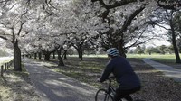 Warga berolahraga sambil menikmati bunga sakura yang mekar, Minggu 20 September 2020.