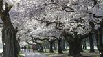 Menikmati Bunga Sakura Mekar di Selandia Baru