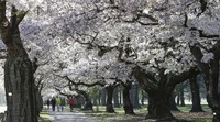 Bunga sakura yang mekar ini berjenis Yoshino Cherry. Jenis ini adalah jenis bunga sakura yang paling umum dan gampang ditemui di semua sudut Jepang. Bunga ini punya 5 helai mahkota dan konon adalah hasil persilangan dari jenis edohigan dan oshimazakura.