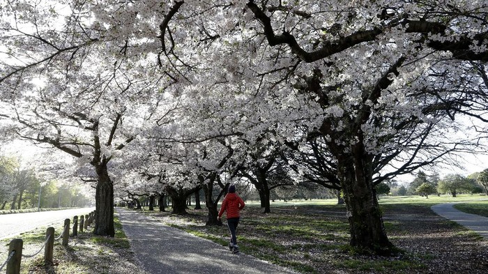 Menikmati Bunga Sakura Mekar di Selandia Baru People exercise in the early morning along a spring blossom lined path in Hagley Park, Christchurch, New Zealand, Sunday, Sept. 20, 2020. The trees are a hybrid species that is very popular in Japan, called Yoshino Cherry (prunus x yedoensis) and were planted on Arbor Day in 1936. (AP Photo/Mark Baker)
