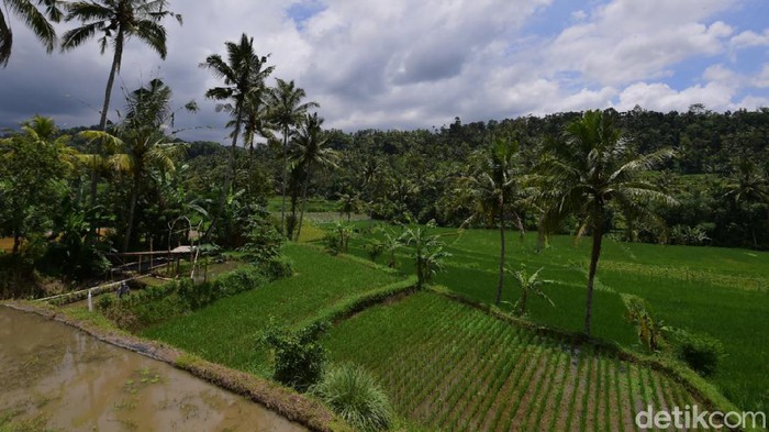 Pemkab Banyuwangi berupaya meminta penambahan kuota pupuk bersubsidi untuk para petani. Jatah pupuk subsidi untuk Banyuwangi berkurang hingga 46 persen.