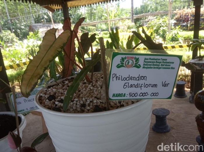 Pandemi COVID-19 tak menyurutkan gairah penghobi tanaman hias. Permintaan tanaman hias justru meningkat hingga 5 kali lipat.