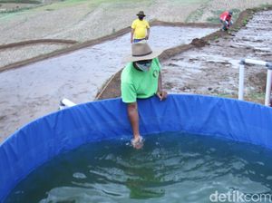 Kota Bandung Bikin Wisata Edukasi Ternak Domba-Lele