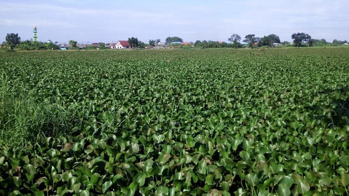 Danau di Martubung, Medan penuh eceng gondok (Datuk Haris-detikcom)
