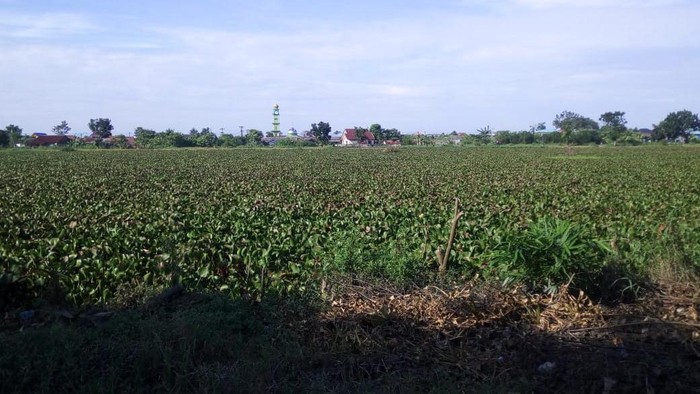 Danau di Martubung, Medan penuh eceng gondok (Datuk Haris-detikcom)