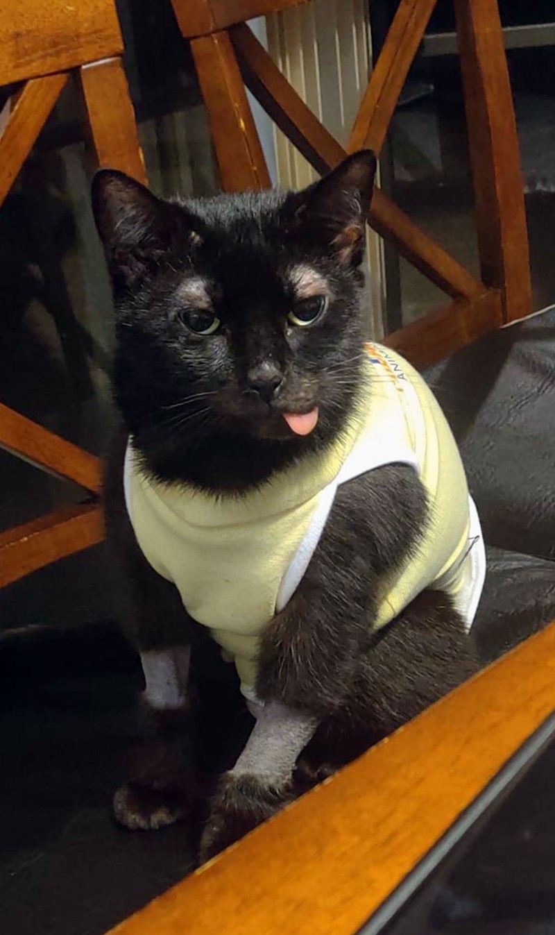 fotoinet funny cat haircut