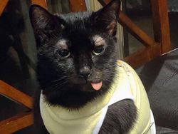 Aneka Potret Lucu Si Kucing Dipotong Rambut Usai Operasi