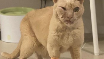 Kasihan, kucing ini habis luka kakinya. Bikin kucing terbiasa dengan kandangnya dengan iming-iming lebih banyak hadiah! Foto: Boredpanda