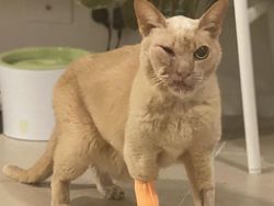 Aneka Potret Lucu Si Kucing Dipotong Rambut Usai Operasi