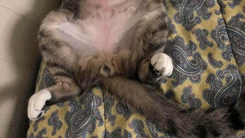 Kucing ini habis cukur bulu perutnya. Ajari kucing dengan naik kendaraan dalam kotak kandangnya meskipun tidak ke dokter hewan, tujuannya untuk melatihnya bepergian dengan kotak kandangnya. Foto: Boredpanda