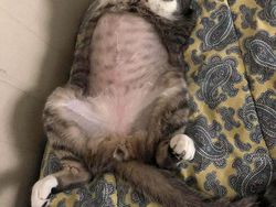 Aneka Potret Lucu Si Kucing Dipotong Rambut Usai Operasi