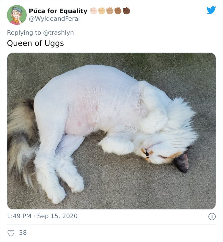 fotoinet funny cat haircut