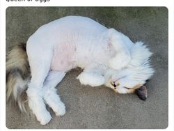 Aneka Potret Lucu Si Kucing Dipotong Rambut Usai Operasi