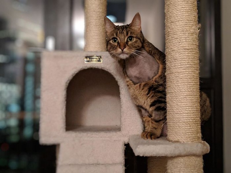 fotoinet funny cat haircut