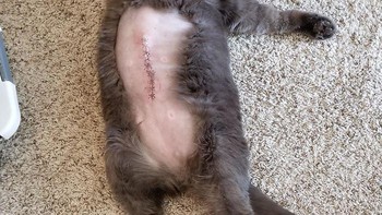 Kucing ini juga dicukur perutnya untuk keperluan pembedahan. Para dokter hewan tahu cara membuat ruang tunggu yang tenang dan menenangkan dan tahu cara menangani kucing dengan lembut. (Foto: Boredpanda)