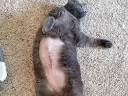 Aneka Potret Lucu Si Kucing Dipotong Rambut Usai Operasi