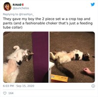 fotoinet funny cat haircut