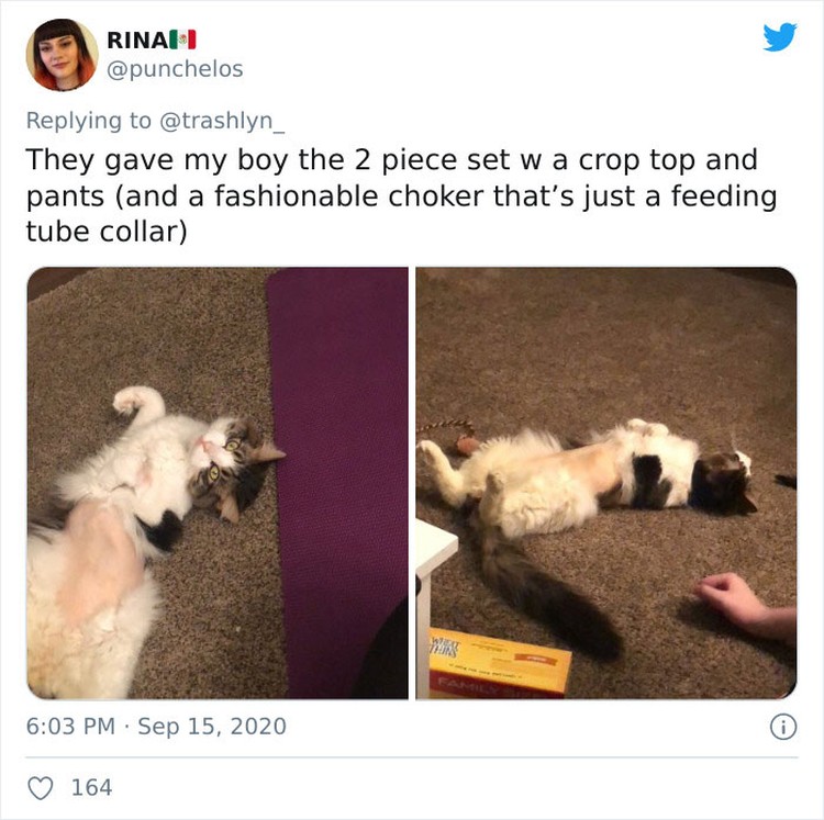 fotoinet funny cat haircut