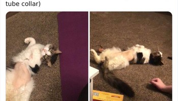 Bulu perut kucing ini dicukur habis. Kucing butuh dibawakan camilan dari rumah agar tidak terlalu kaget dengan bau di tempat perawatan (Foto: Boredpanda)
