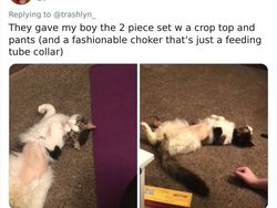 Aneka Potret Lucu Si Kucing Dipotong Rambut Usai Operasi