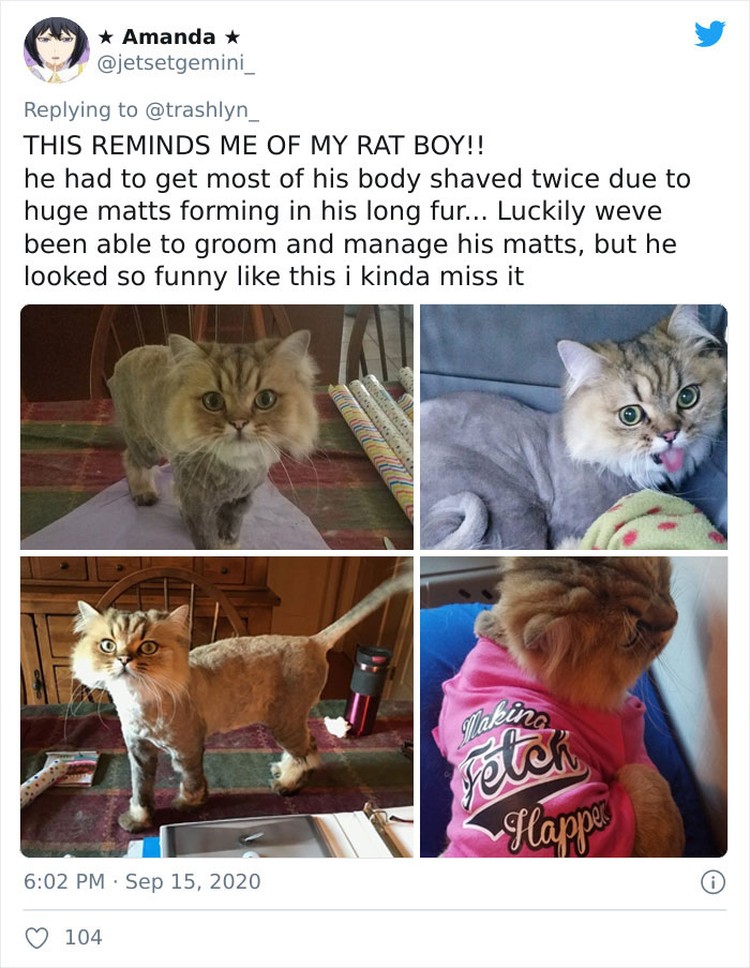 fotoinet funny cat haircut