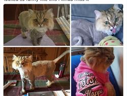 Aneka Potret Lucu Si Kucing Dipotong Rambut Usai Operasi