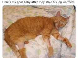 Aneka Potret Lucu Si Kucing Dipotong Rambut Usai Operasi