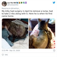 fotoinet funny cat haircut