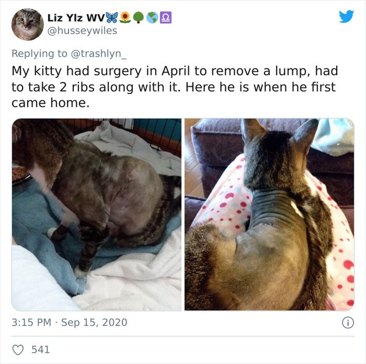 fotoinet funny cat haircut