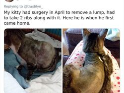 Aneka Potret Lucu Si Kucing Dipotong Rambut Usai Operasi