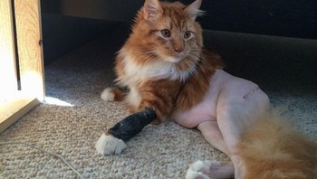 Banyak dari foto tersebut si kucing kehilangan bulu di satu tempat seperti di perut, kaki hingga bokongnya. Foto: Boredpanda