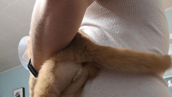 Menurut Dr Marci Koski, konsultan pelatihan dan perilaku kucing bersertifikat, kucing tidak suka pergi ke dokter hewan karena banyak alasan. Foto: Boredpanda