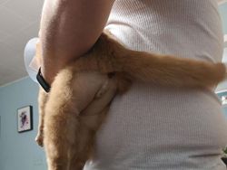 Aneka Potret Lucu Si Kucing Dipotong Rambut Usai Operasi