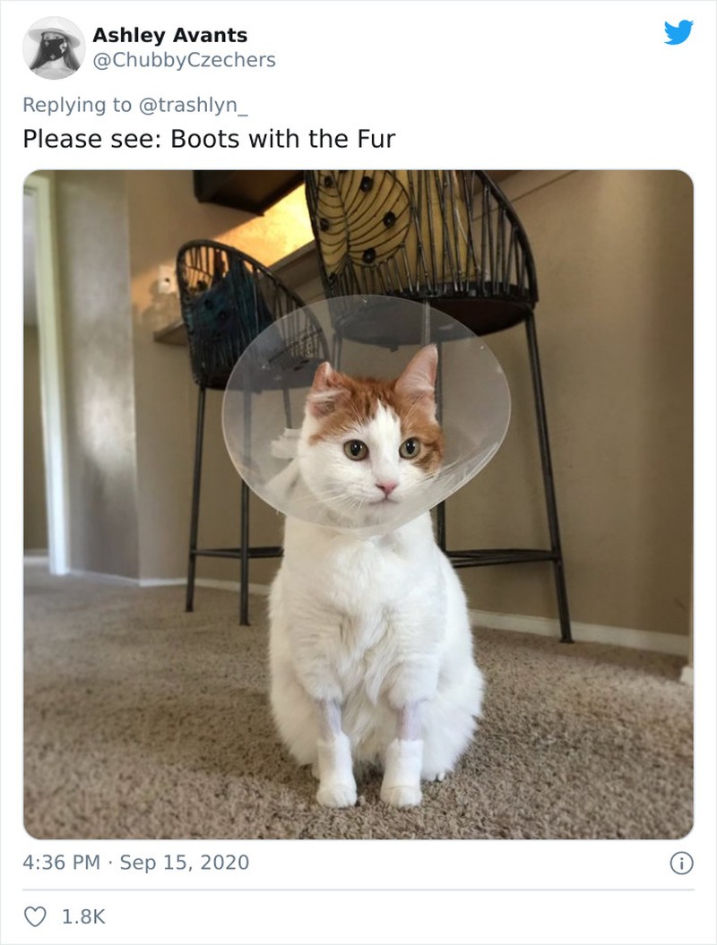 fotoinet funny cat haircut