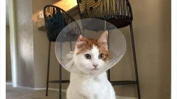 Pertama, kucing adalah makhluk yang memiliki kebiasaan dan mereka biasanya tidak dilatih untuk menikmati naik mobil atau pergi ke tempat baru, kata Koski yang dilansir detiKINET dari Borepanda. Foto: Boredpanda
