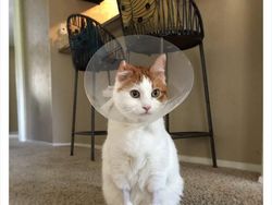 Aneka Potret Lucu Si Kucing Dipotong Rambut Usai Operasi