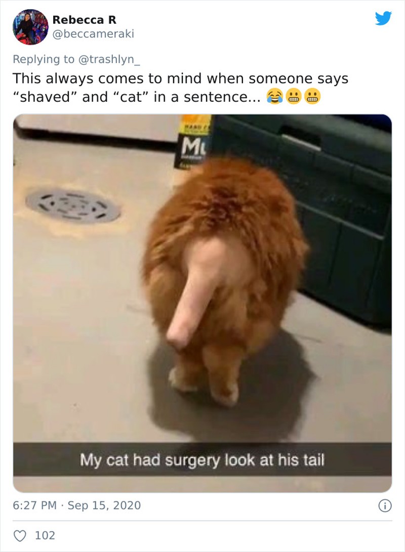 fotoinet funny cat haircut