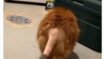 Kucing ini dicukur pantat dan buntutnya. Kucing terbiasa berdiam lama di rumah, biasanya mereka dibawa dalam kotak saat pergi ke klinik dokter hewan. Foto: Boredpanda