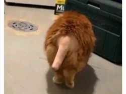 Aneka Potret Lucu Si Kucing Dipotong Rambut Usai Operasi