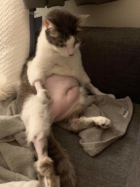 fotoinet funny cat haircut